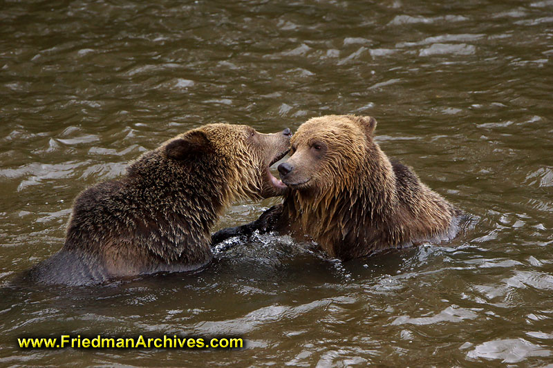 bear,bears,nature,wild,brown,wild,fuzzy,water,shaking,hairy,